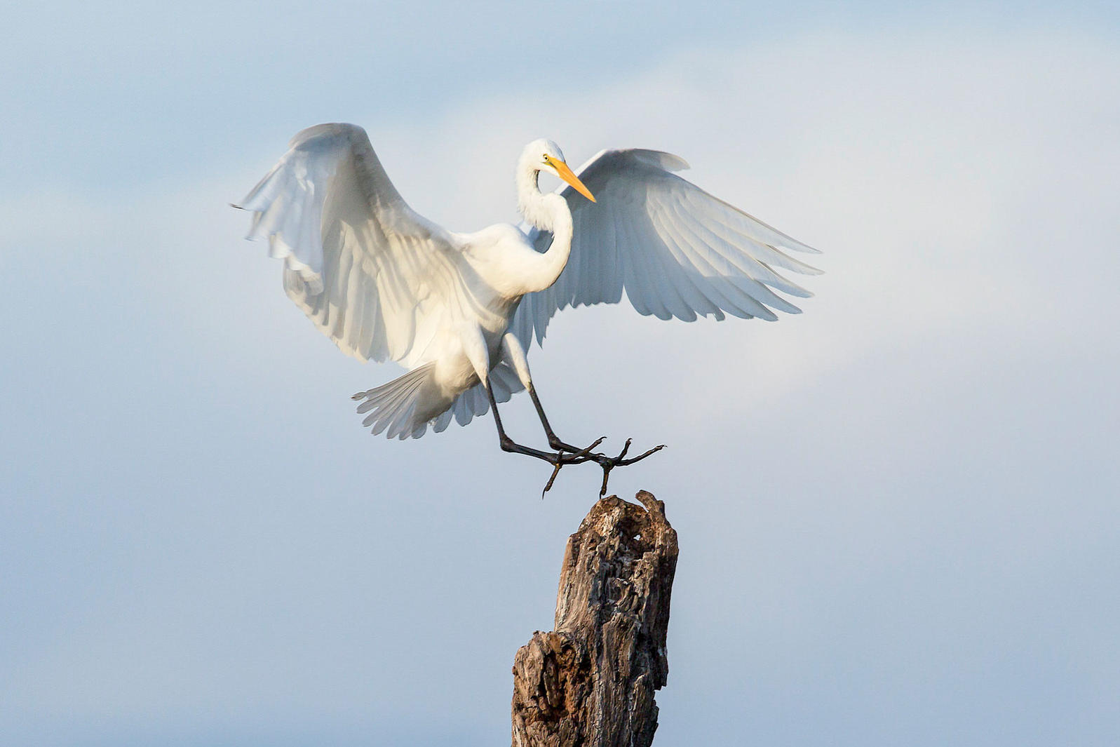 apa 2015 verylwitmer 277389 great egret kk