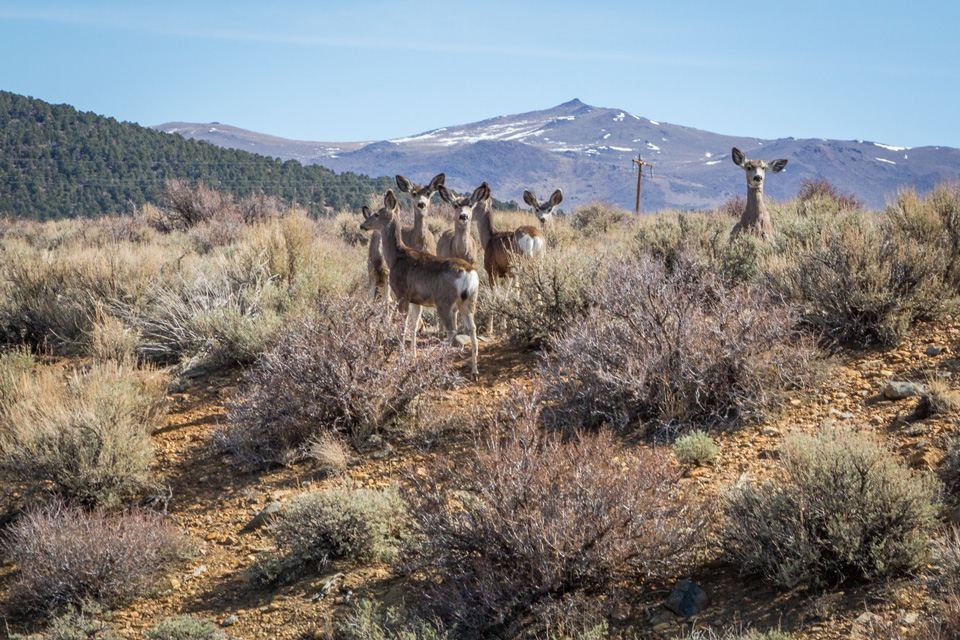 deer1