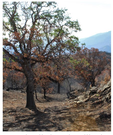 moonshine ranch mariposa county.1