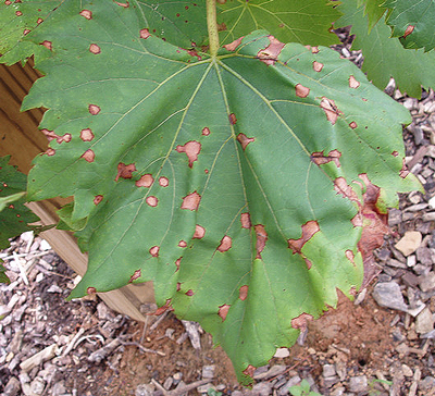 MG leaves