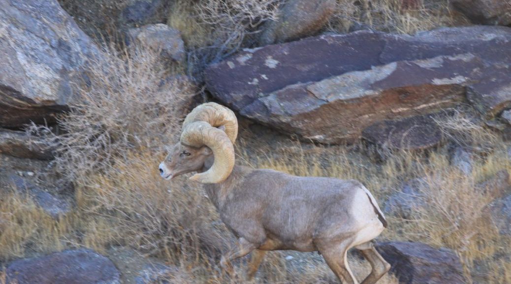 desert bighorn