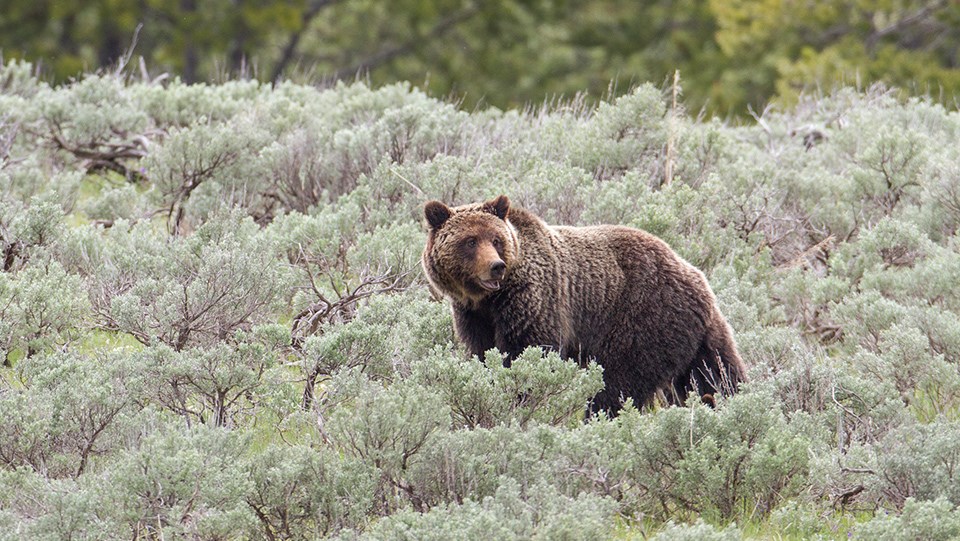 griz sow