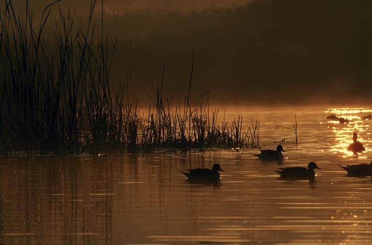 waterfowl flkr re travis
