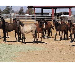 CA CDD Horses