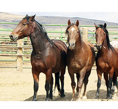 CA NCD Horses.1