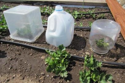 MG Protect tomato from frost