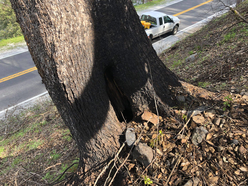 caltrans tree.1