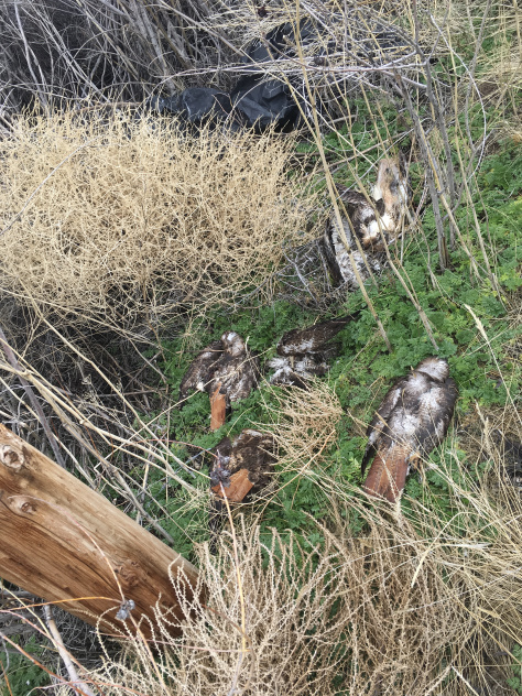 dead birds at bottom of roost
