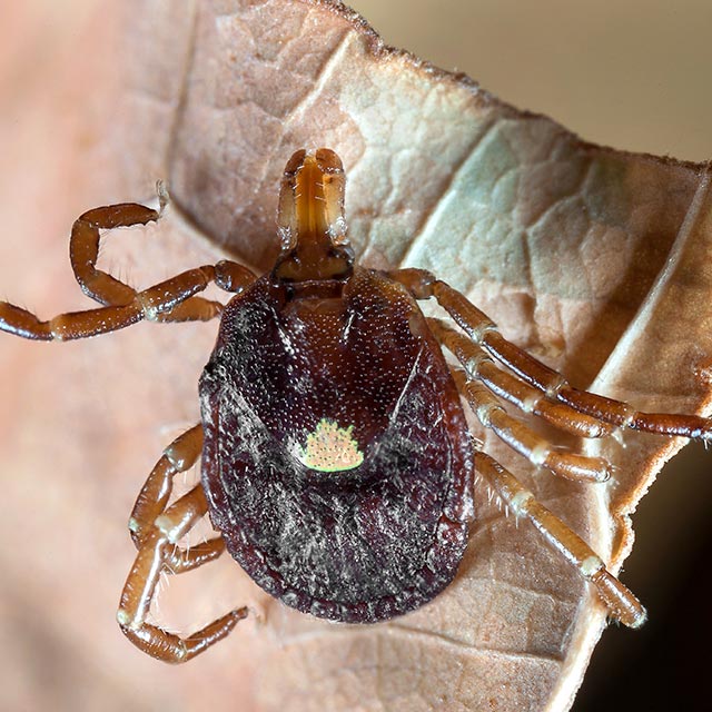 drexler ticks 640x640px