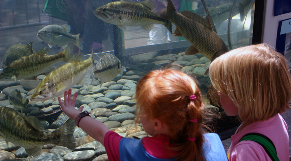 ncr2 little girls enjoy fish tank