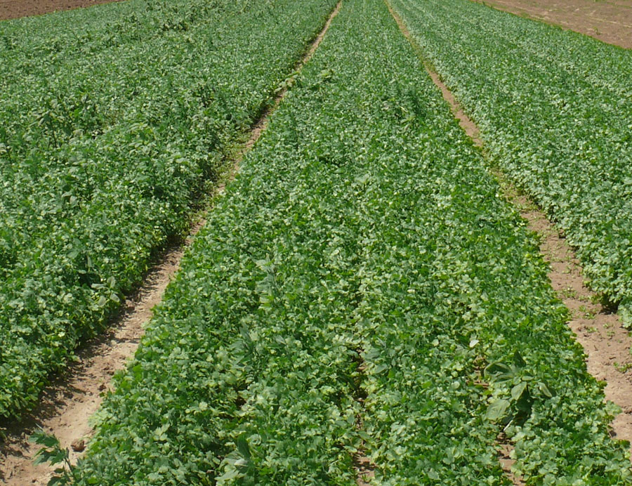 cilanf1 zoom