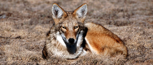 coyote eye 512 x 219