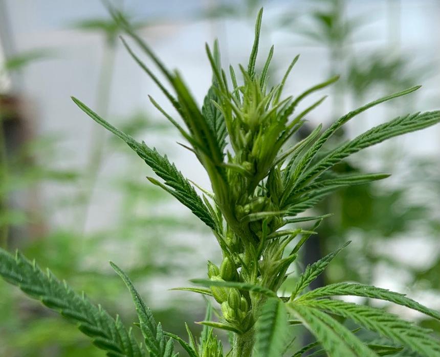 hemp4crop