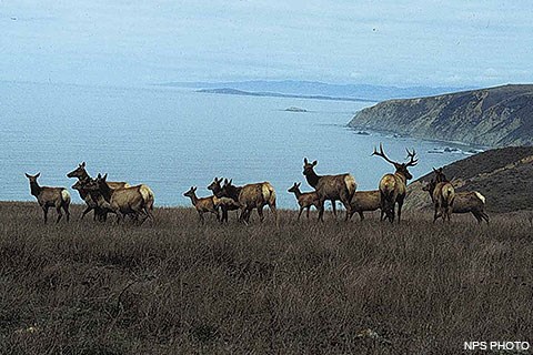 pic elkherd 480x320