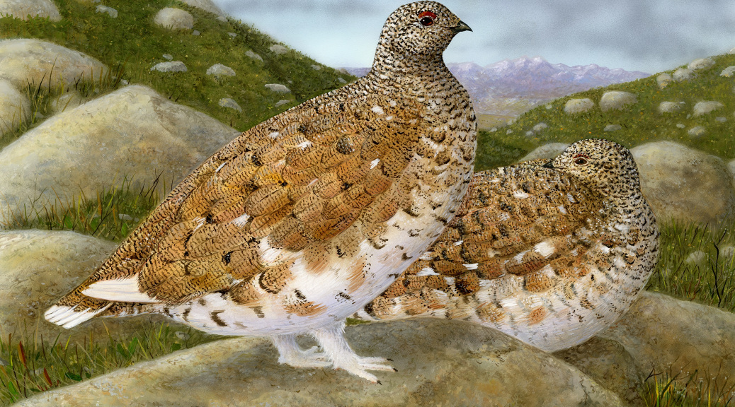 upland game stamp 2018 2019