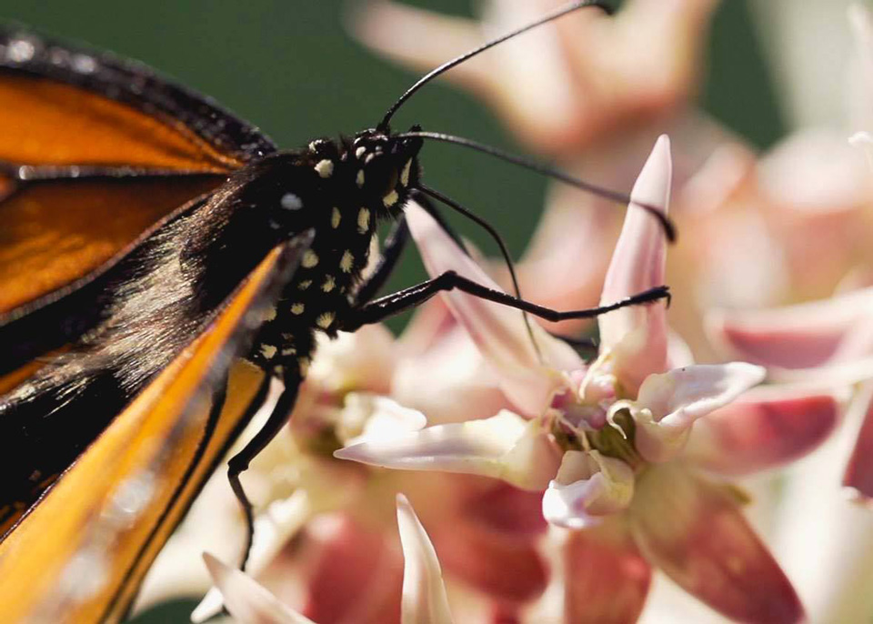 yosemite butterfly 2