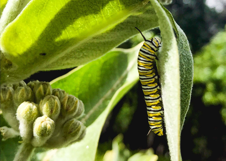 yosemite butterfly 3