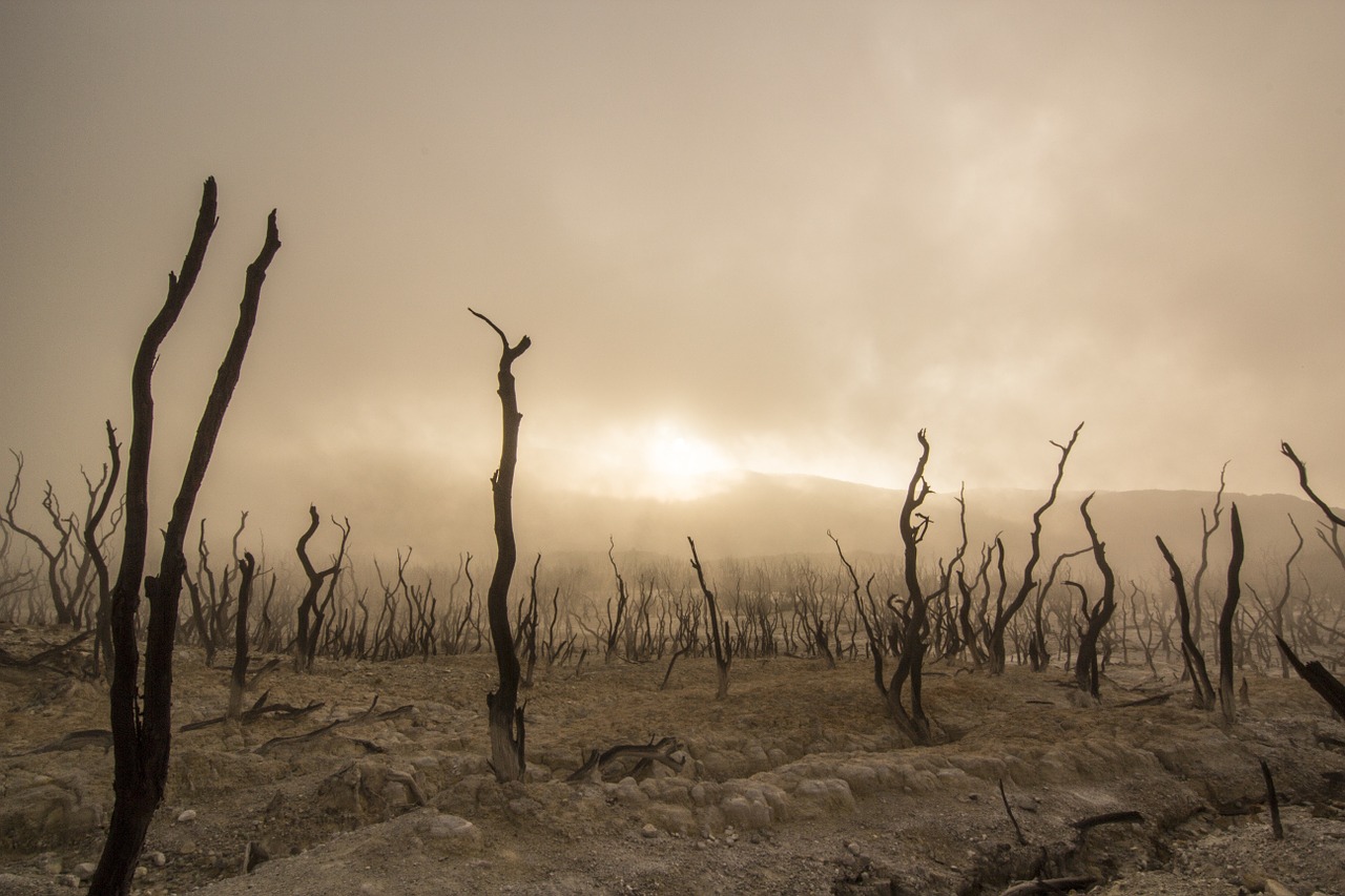 dead trees 947331 1280