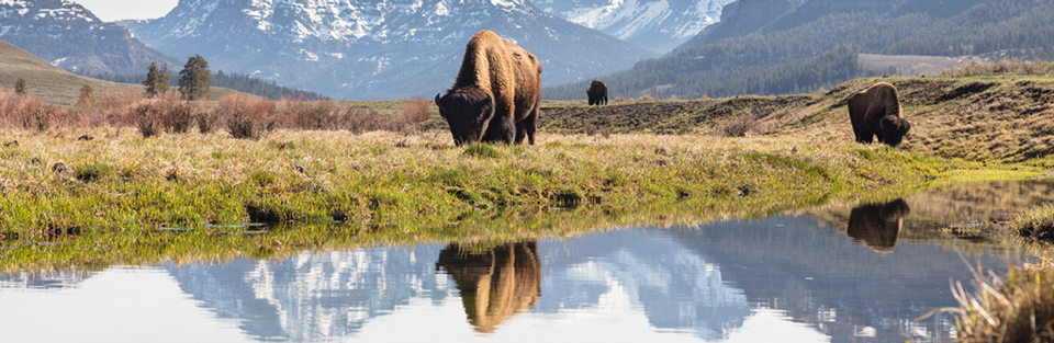 yellowstone buffaloq grazing