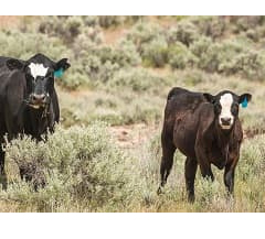 news grazing release