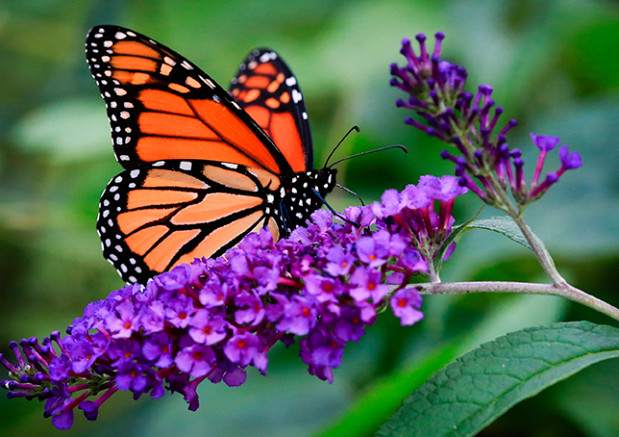 nwl510 monarchbutterflyx 1