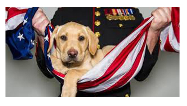 spca dog1