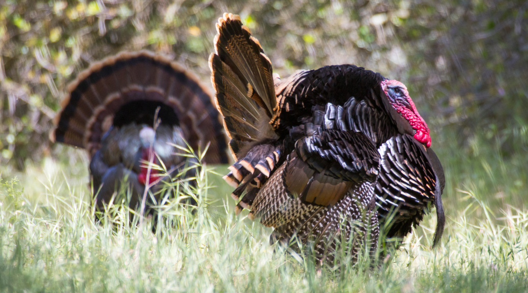 travis calendar turkeys
