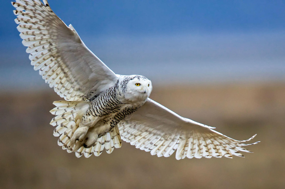 web snowy owl diane mcallister british columbia kk gbbc