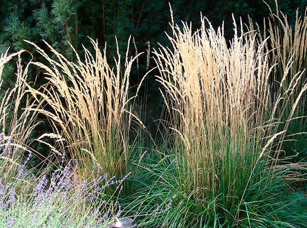 GardeningQAGrass600