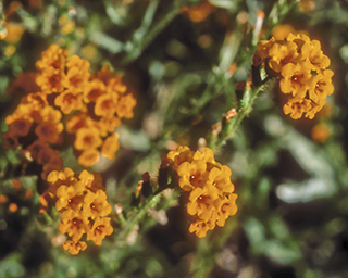 Amsinckia grandiflora by Susan Cochrane