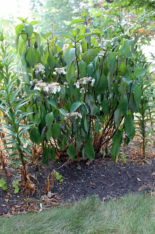 OTGF wilting hydrangea