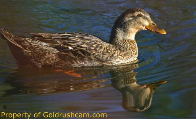 duck in mariposa county 789 credit sierra sun times