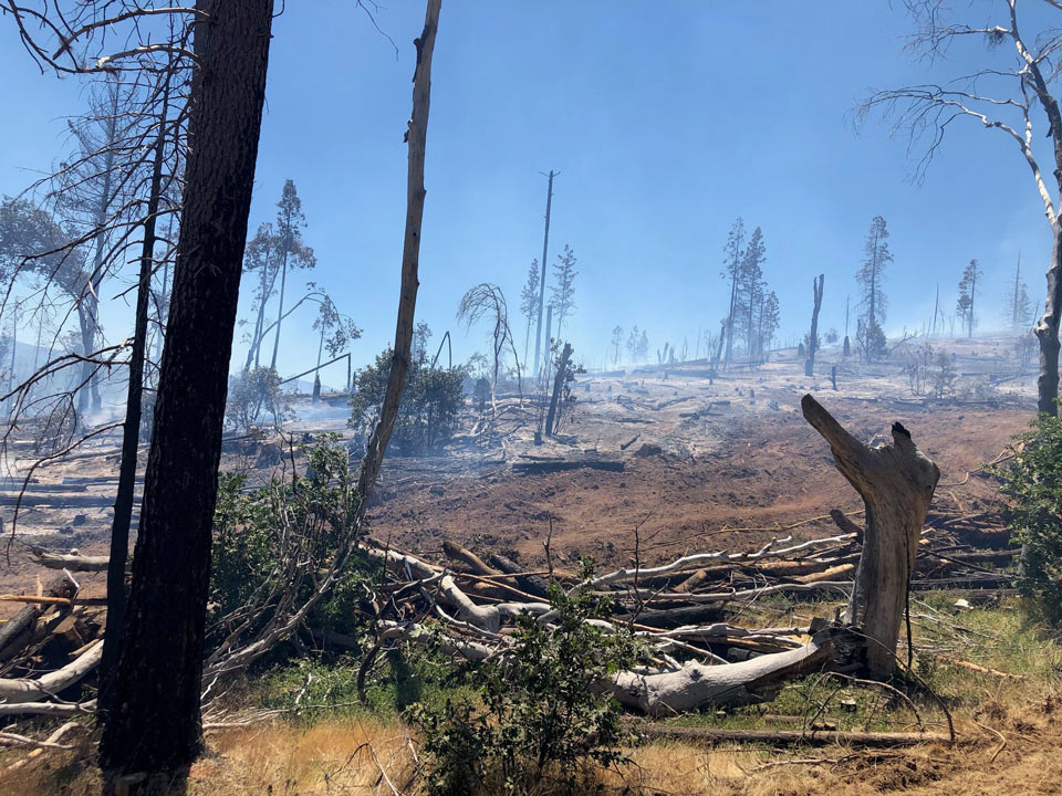fishfire1