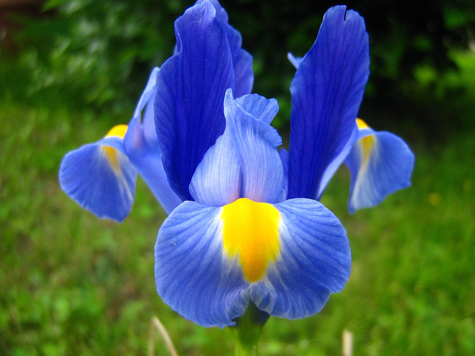 flower 784688 1920