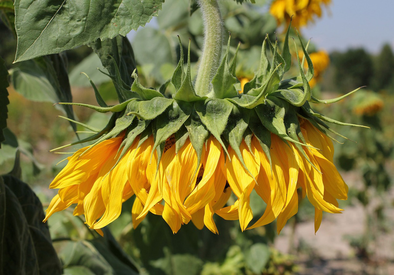 sunflower 2022848 1280