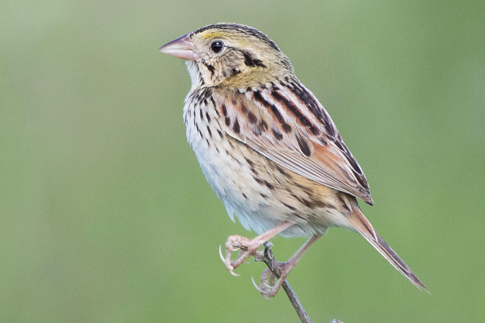 web aud apa 2018 henslows sparrow a1 6804 4 kk photo susan ward