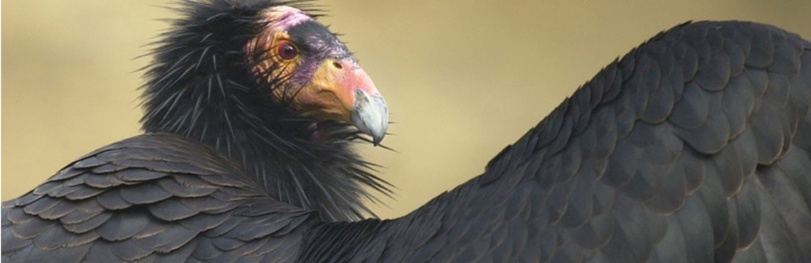 GetTheLeadOut CaliforniaCondor ScottFrier USGS