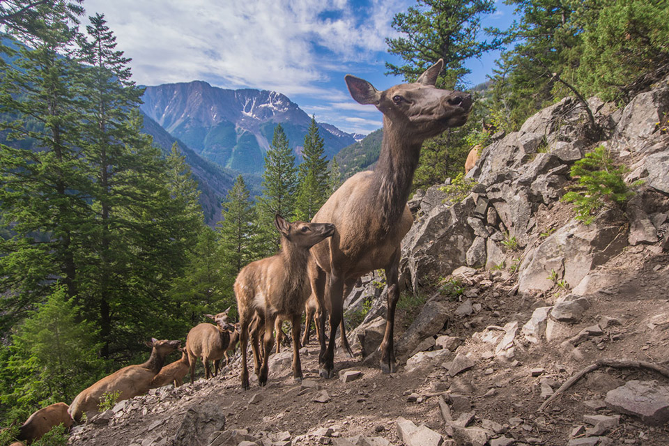 MigratingElk JoeRiis1
