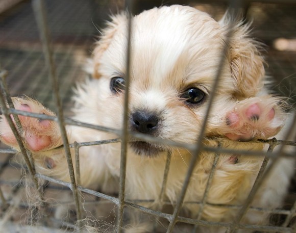 puppymill 1775