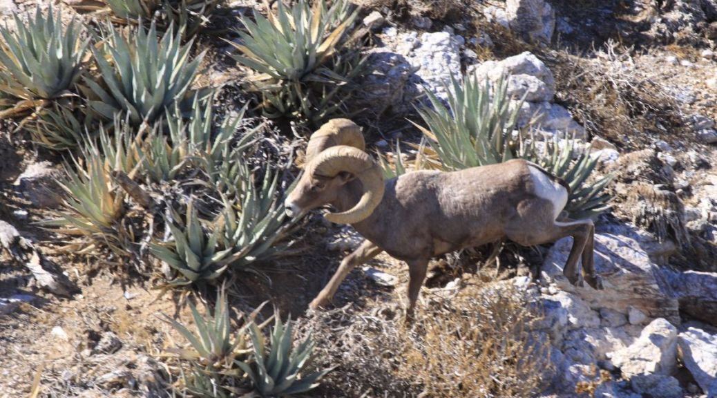 desert bighorn die off photo