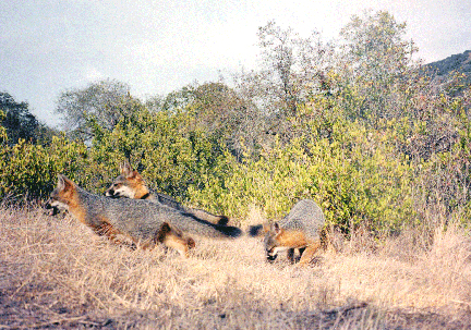 gray fox d clifford image