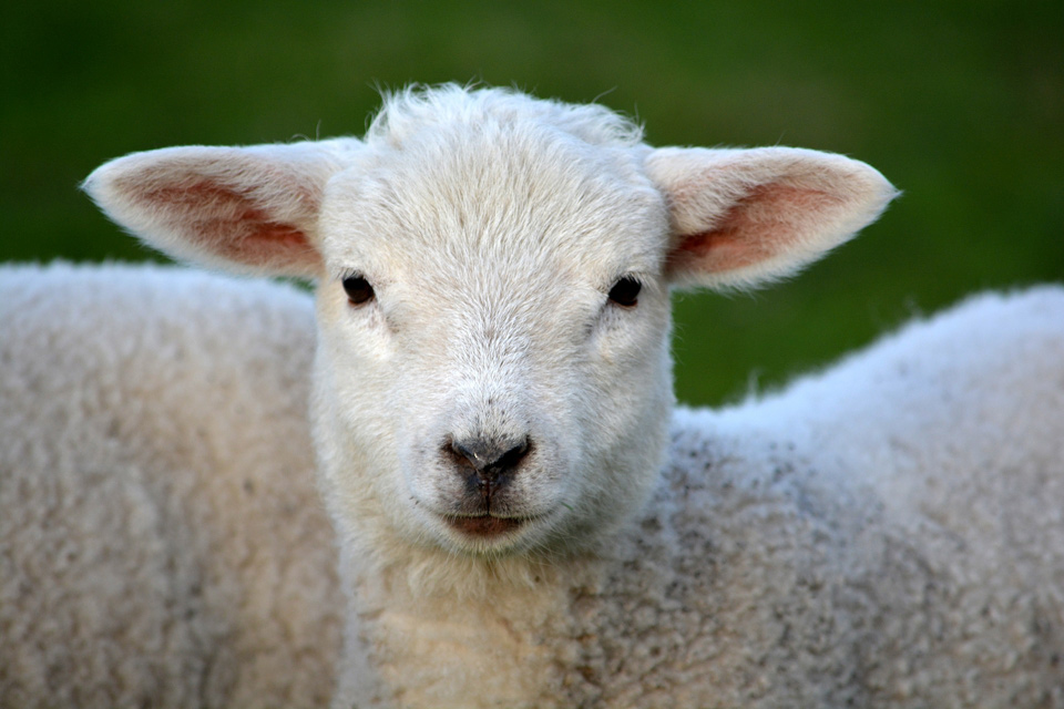 lamb 292512 1920