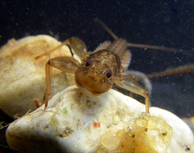mayfly larva 400