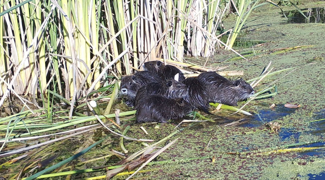 mercedcounty nutria