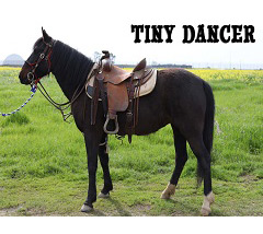 ca ccd Tiny Dancer adoption