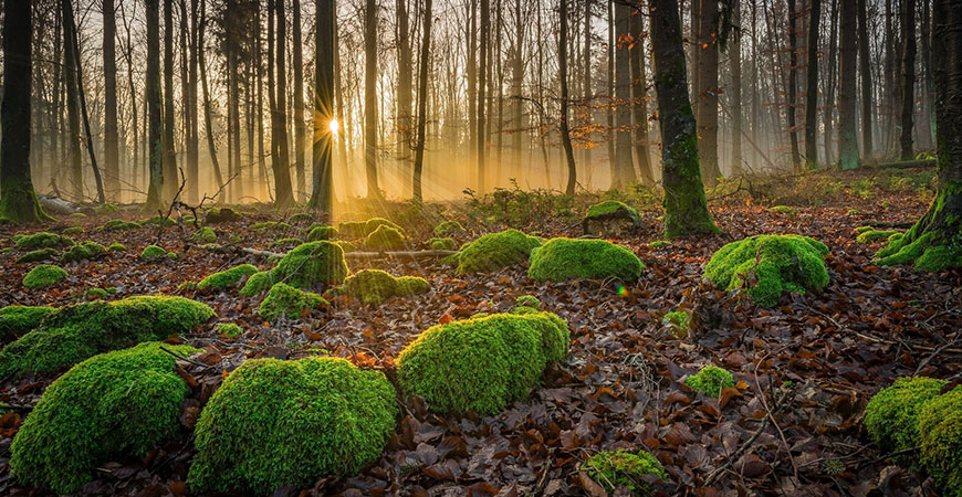 forest floor hero
