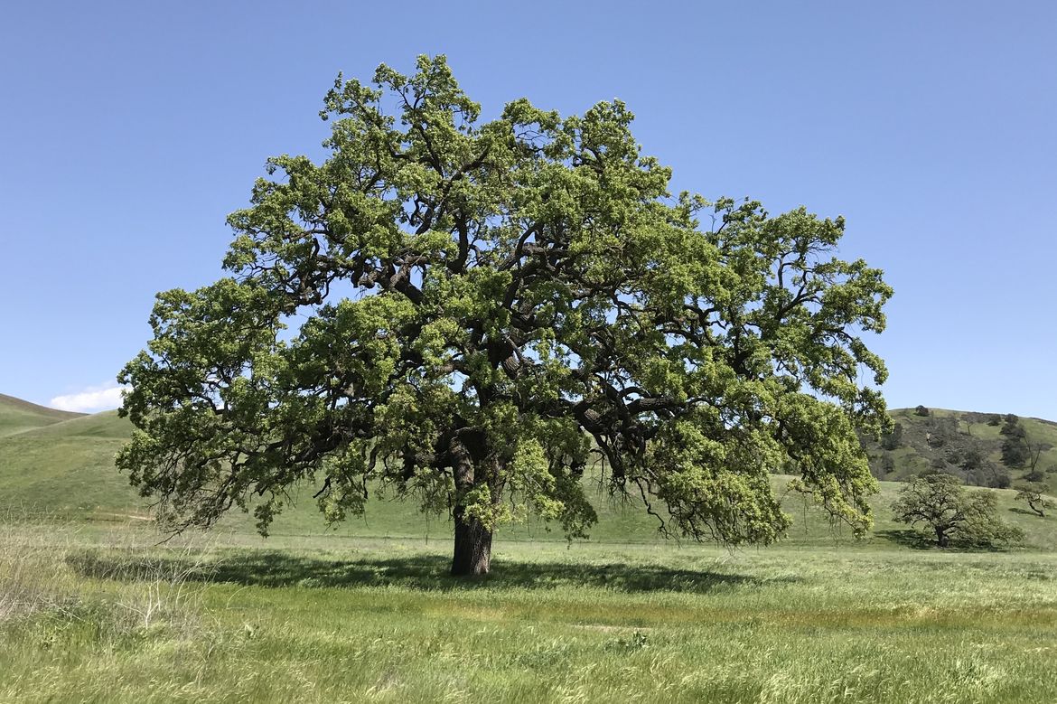 Valley+oak+tree hero