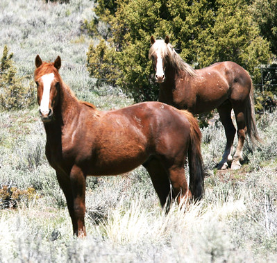 horses blm 48998150636 9de263de4e w