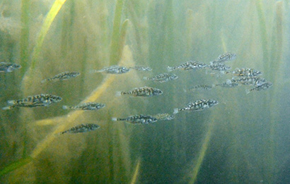 stickleback wild 410