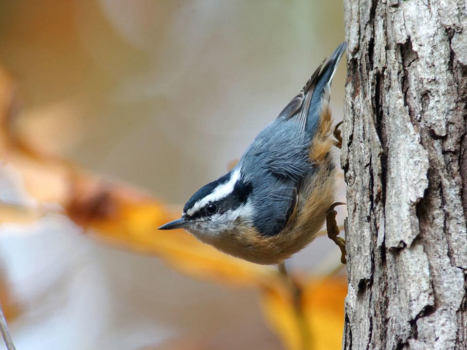 web apa 2013 28356 226452 megumiaita redbreasted nuthatch kk